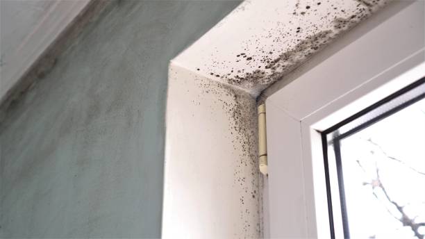 Best Mold Removal Near Me  in East Bronson, FL