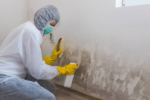Best Best Mold Removal Companies  in East Bronson, FL
