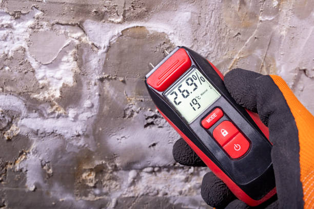 Best Local Mold Removal Service  in East Bronson, FL