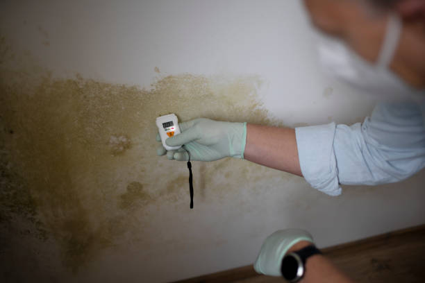 Best Residential Mold Removal  in East Bronson, FL