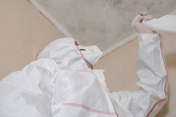 Best Same-Day Mold Removal  in East Bronson, FL