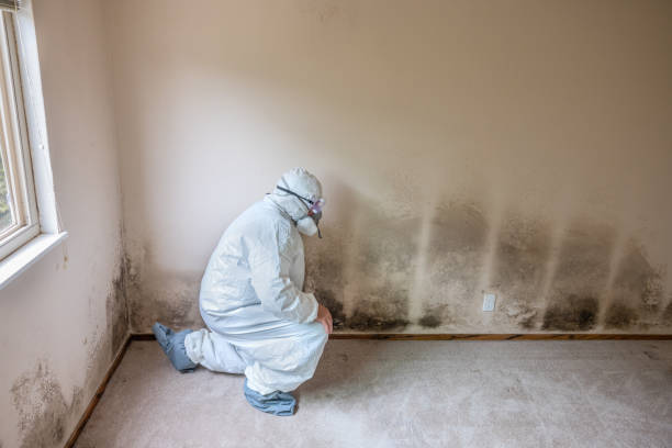 Best Professional Mold Removal  in East Bronson, FL