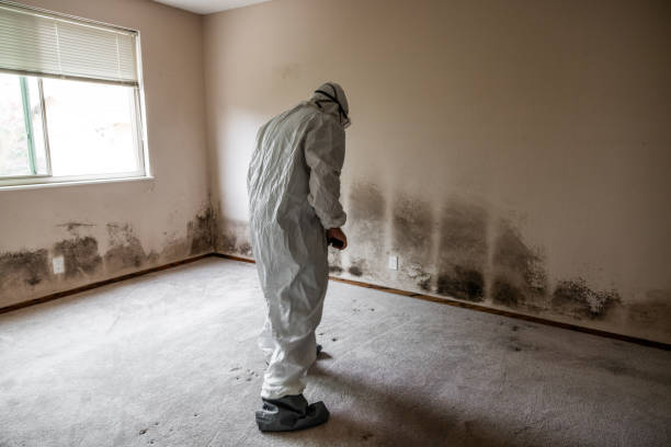 Trusted East Bronson, FL Mold Removal Experts