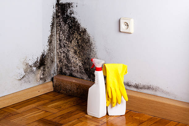 Best Mold Damage Repair  in East Bronson, FL