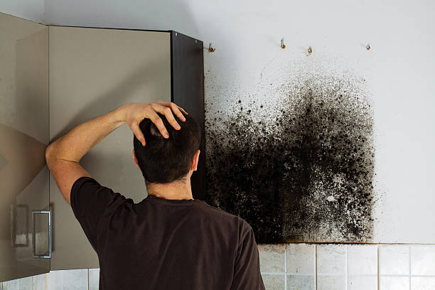 Best Mold Cleaning Services  in East Bronson, FL