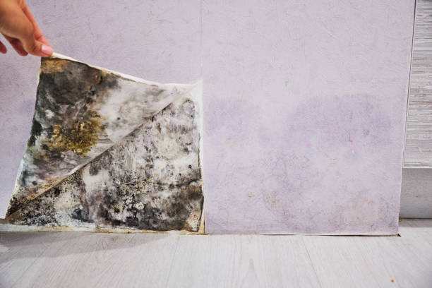 Best Same-Day Mold Removal  in East Bronson, FL